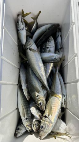 12月16日 イナダ五目船で