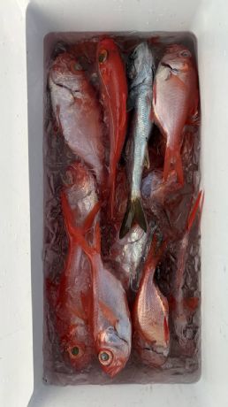 12月17日 根魚船で