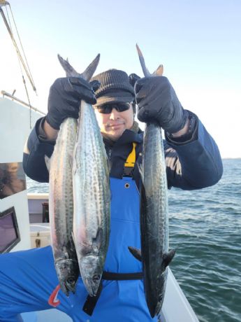 サワラ・サゴシ好調〜!