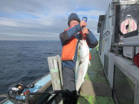 ヤリイカ餌 ブリも。