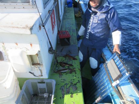 スルメ、3点掛けも、