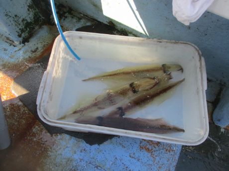 ヤリ、中型です。