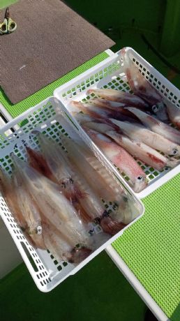 12月1日 ヤリイカ船で