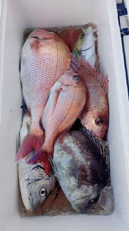 12月16日 マダイ船で