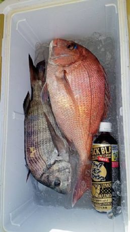 12月16日 マダイ船で