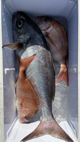 2月15日 マダイ船で