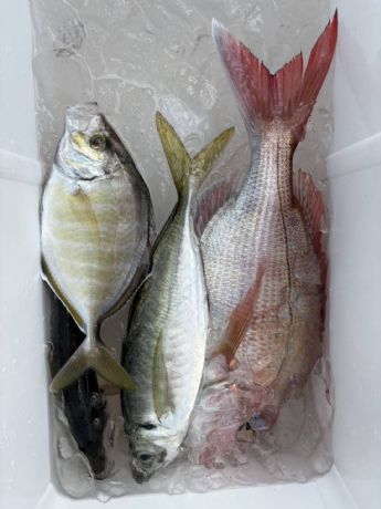 2月24日 マダイ船で