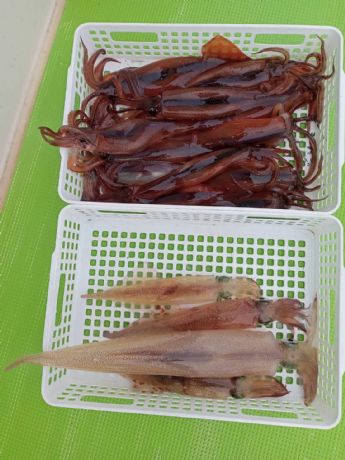 2月26日 ヤリイカ船で