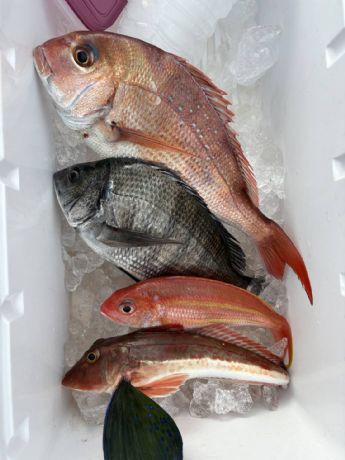 �R���V���@�}�_�C�D��