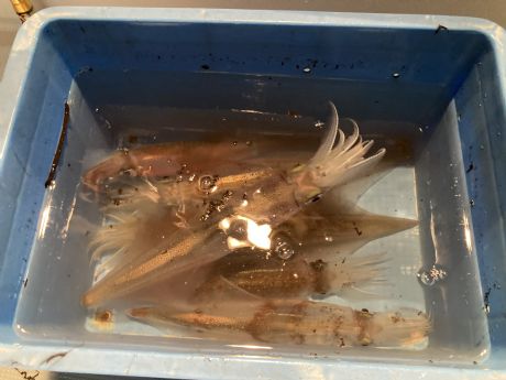 2025年 12/6 ヤリイカが少しは^^