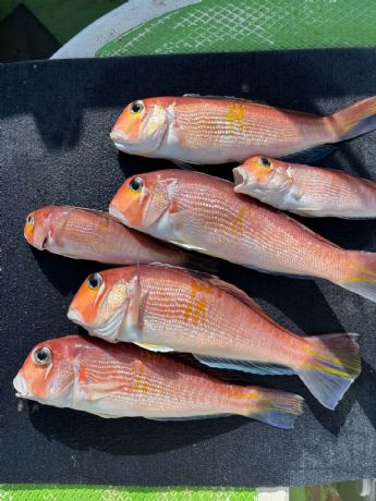 �P�D�Q�T�@�A�}�_�C�D