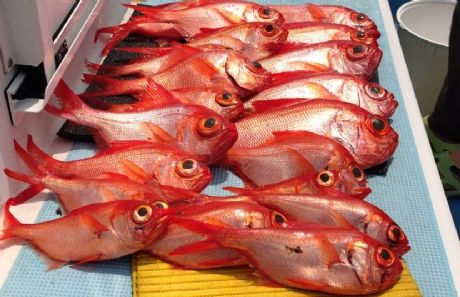 根魚五目船いよいよ再開