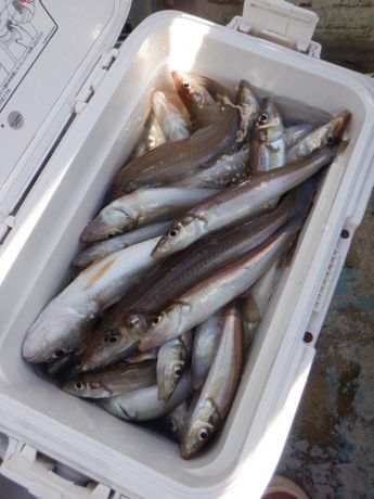 2025・11・30・良型シロギス