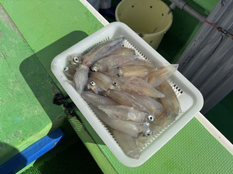 �Q/�P�X�@�v�ۓc����A���E�ǌ^�����Ƀ}���C�J�R�T�t�Q�b�g��