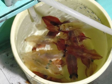 〔湾内夜〕◇マルイカ