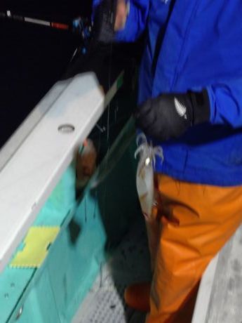 〔湾内夜〕◇マルイカ