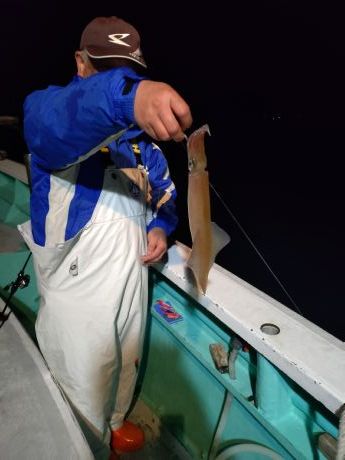 〔湾内夜〕◇ヤリイカ