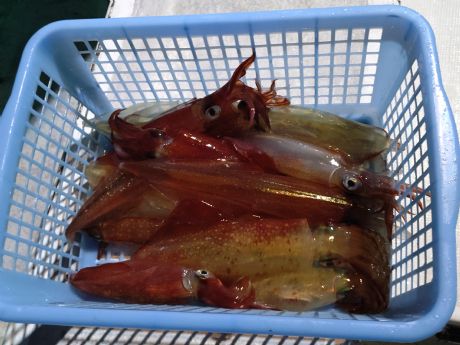 ◇〔湾内夜〕マルイカ